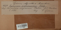 Epicoccum nigrum image